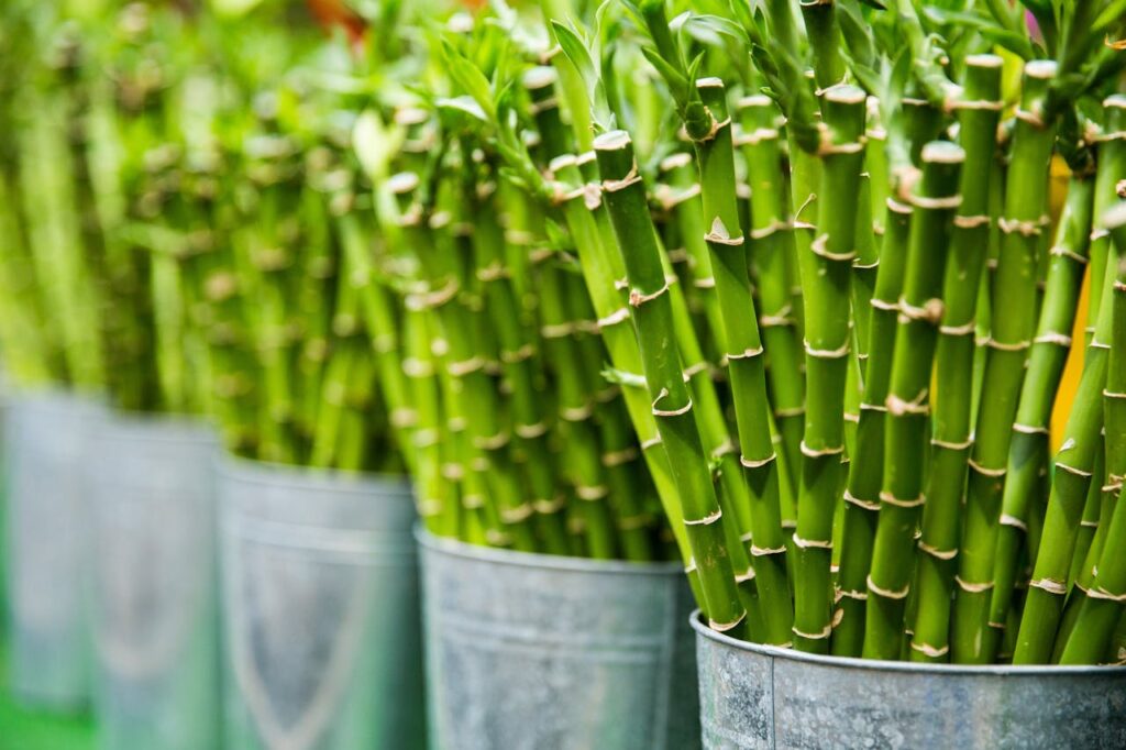 Zelf nieuwe bamboe planten maken met bamboe stekken