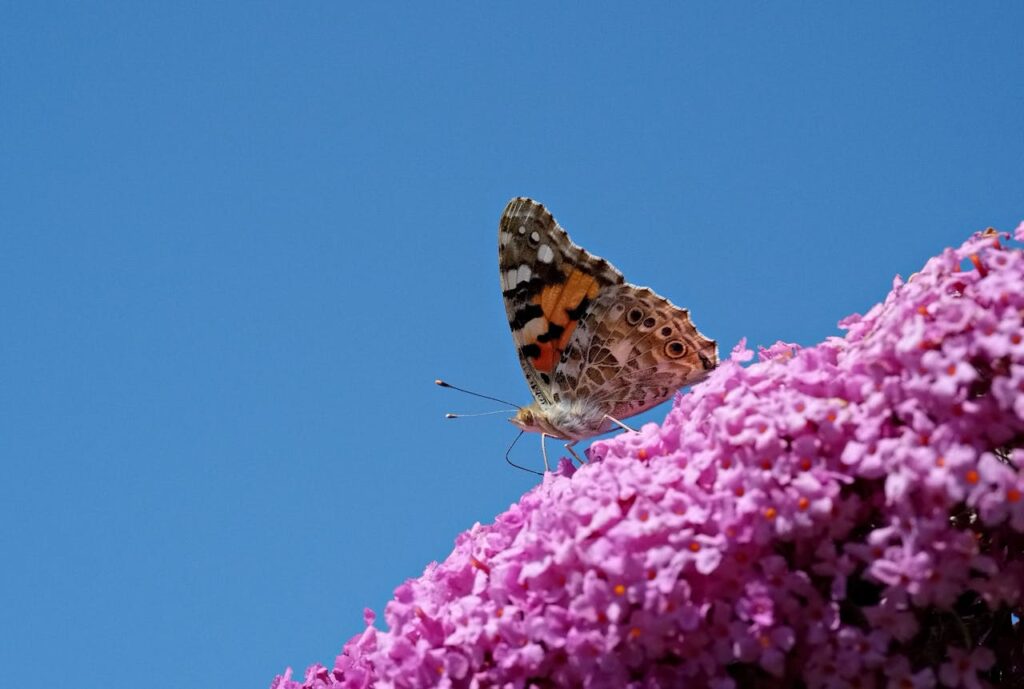 Zo stek je een vlinderstruik op water voor nieuwe kleur in je tuin