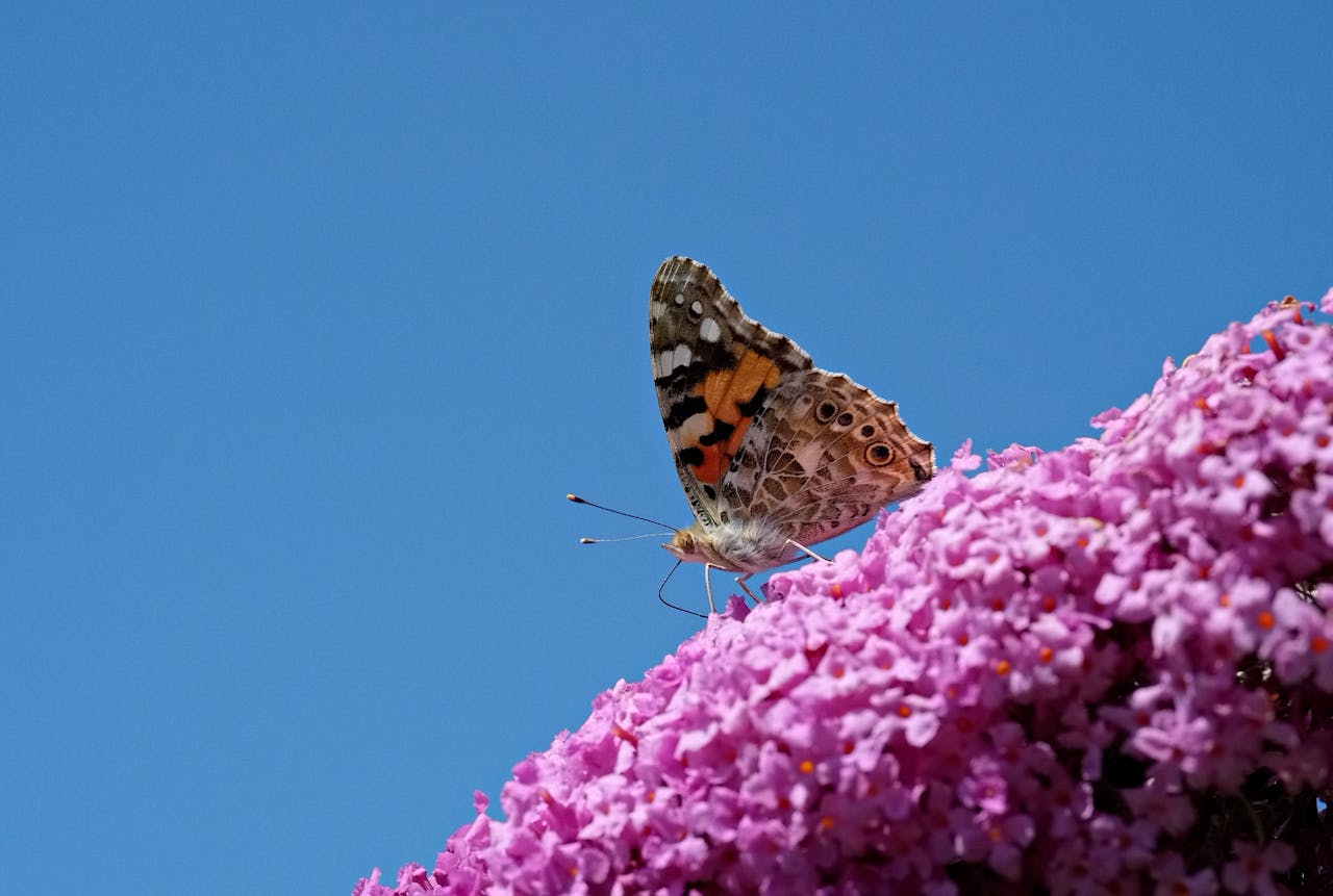 Zo stek je een vlinderstruik op water voor nieuwe kleur in je tuin