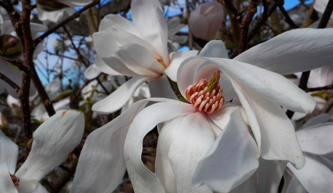 Magnolia takken in vaas: een natuurlijke blikvanger in huis