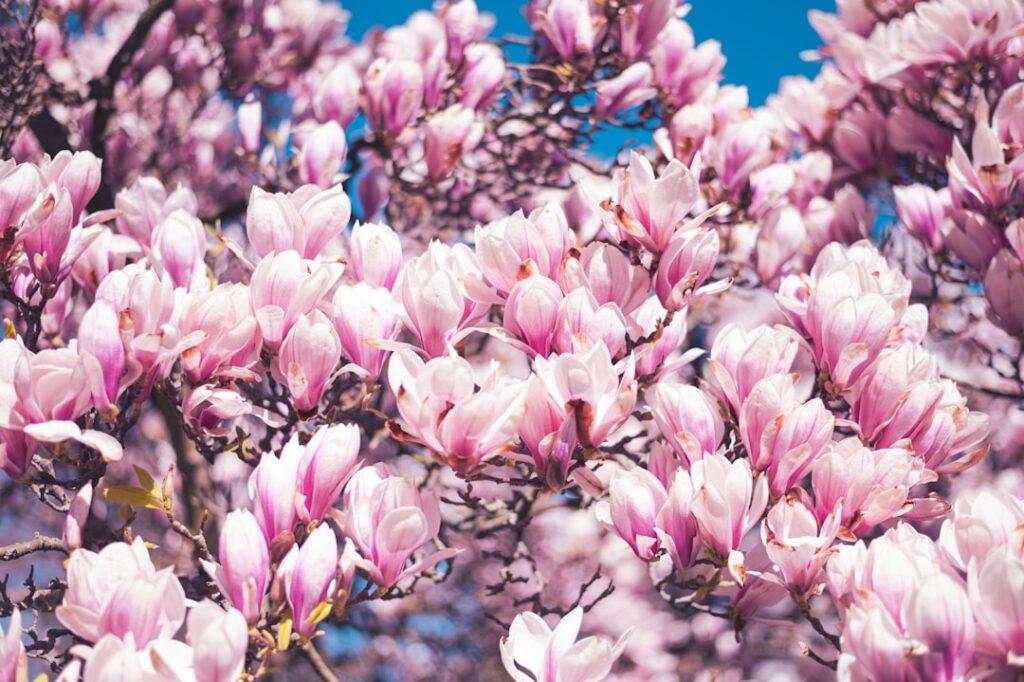 Pracht in huis met magnolia takken: zo haal je de lente naar binnen