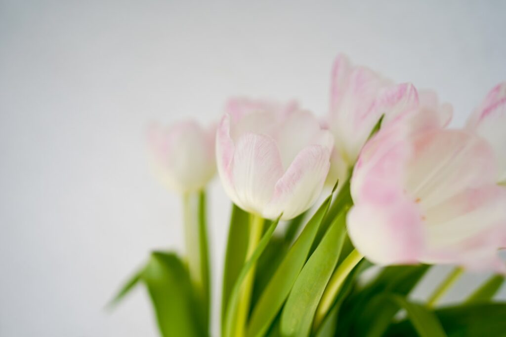 Tulpen met bol in vaas zorgen voor een langere bloei en een frisse blikvanger