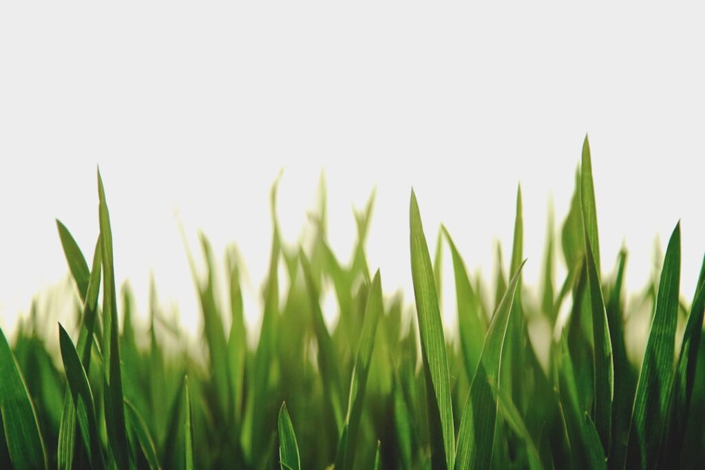 Het hele jaar door een gezond gazon met de gras kalender